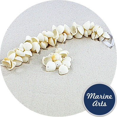 - Drilled - White Cockle - Sea Shell Garland